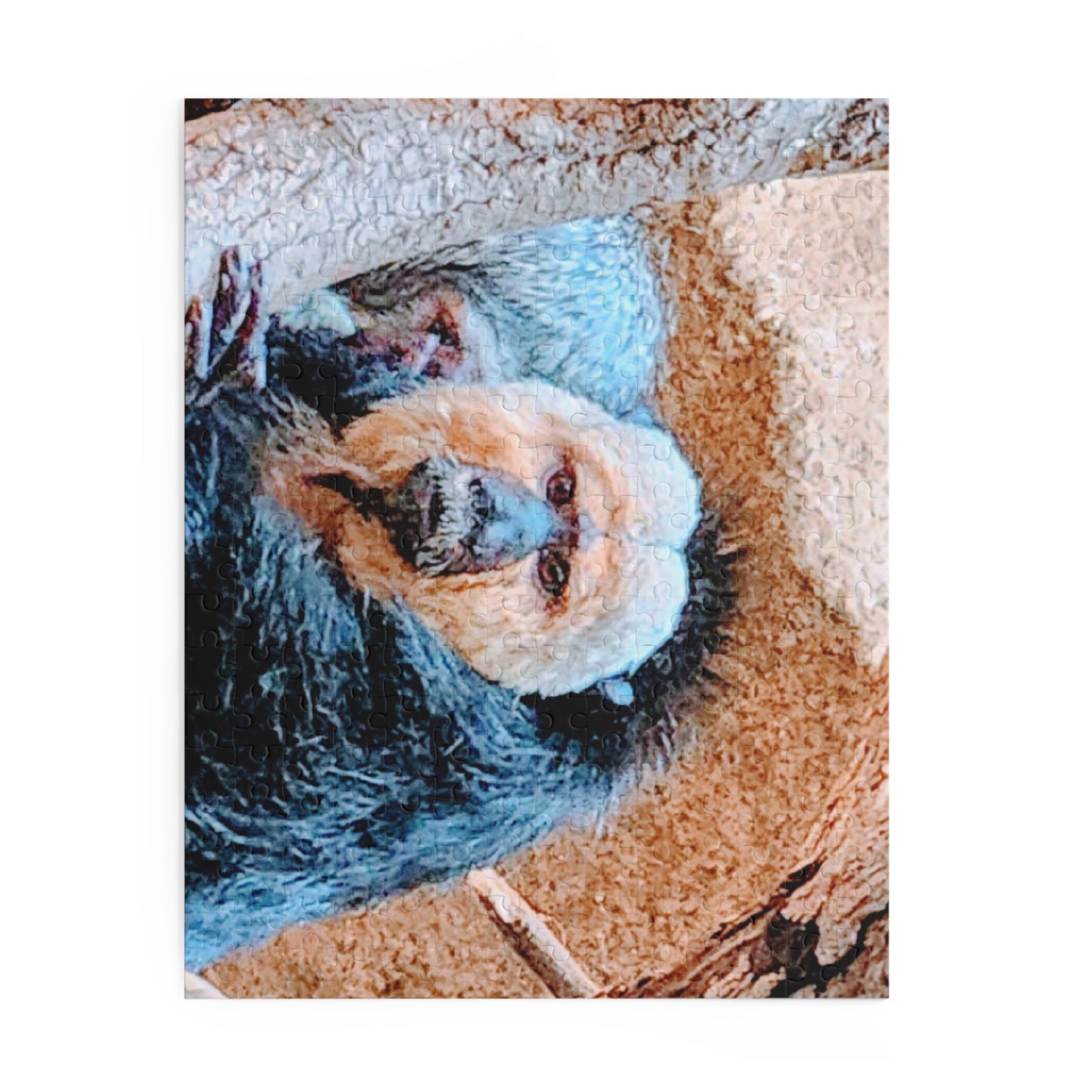 White-faced Saki Monkey Puzzle